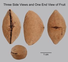   Fruits:   Thevetia peruviana ; Photo by D. Walters and L. Seastone, USDA APHIS PPQ, imageID.idtools.org
